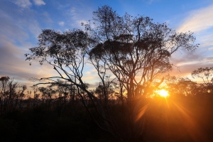 Sunset through eucalypt from top of Mt Warby