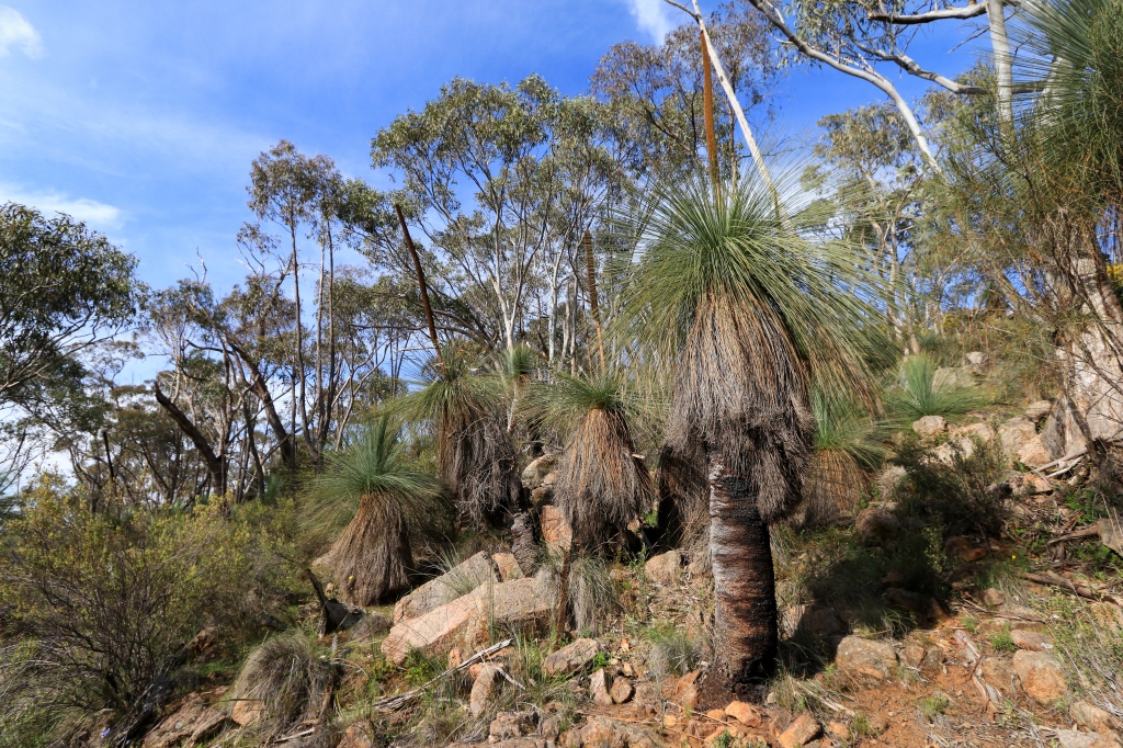 Group of grass trees on dry north facing slope
