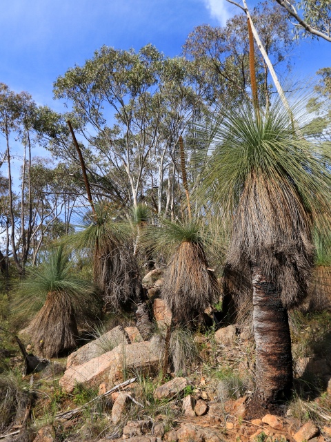 Group of grass trees on dry north facing slope