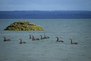 High tide flooded mangrove with eight black swans in foreground.