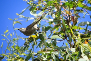 Honeyeater clasps to end of branch, about to fly to new branch.