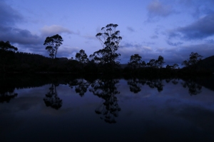 Eucalypts reflected in Lake St Clair evening light